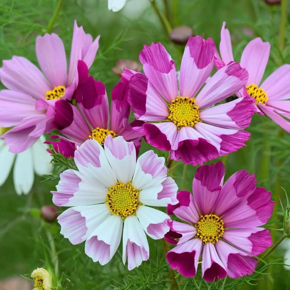 Cosmos Sea Shells Seeds – Unique Tubular Petals – 100 Seeds - Image 1