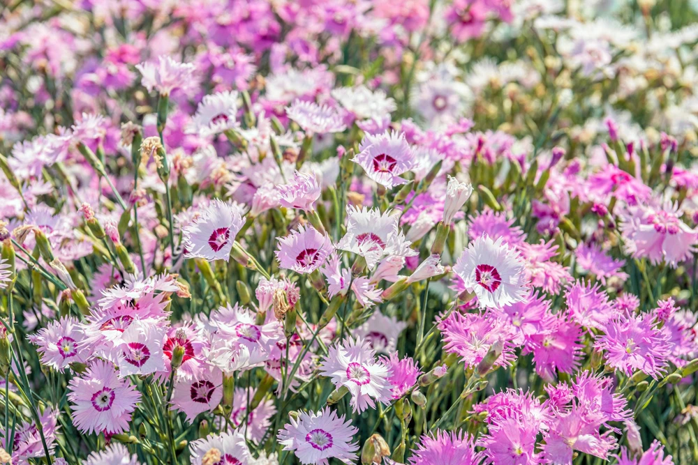 Cottage Pinks Mixed Colors Dianthus Plumarius Flower Seeds - 200 Seeds - Image 1