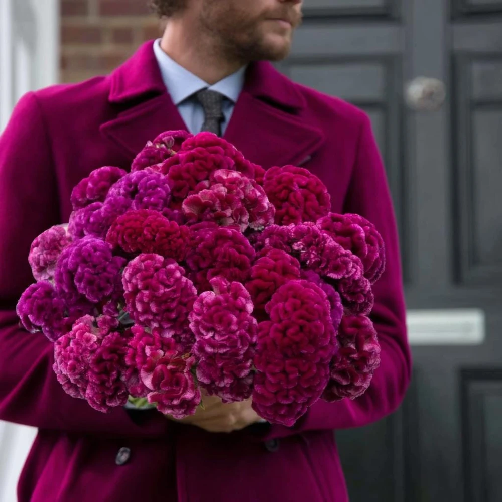 Cramer's Rose Celosia Seeds - 25 Crested Cockscomb Flowers, Rose-Pink - Image 3