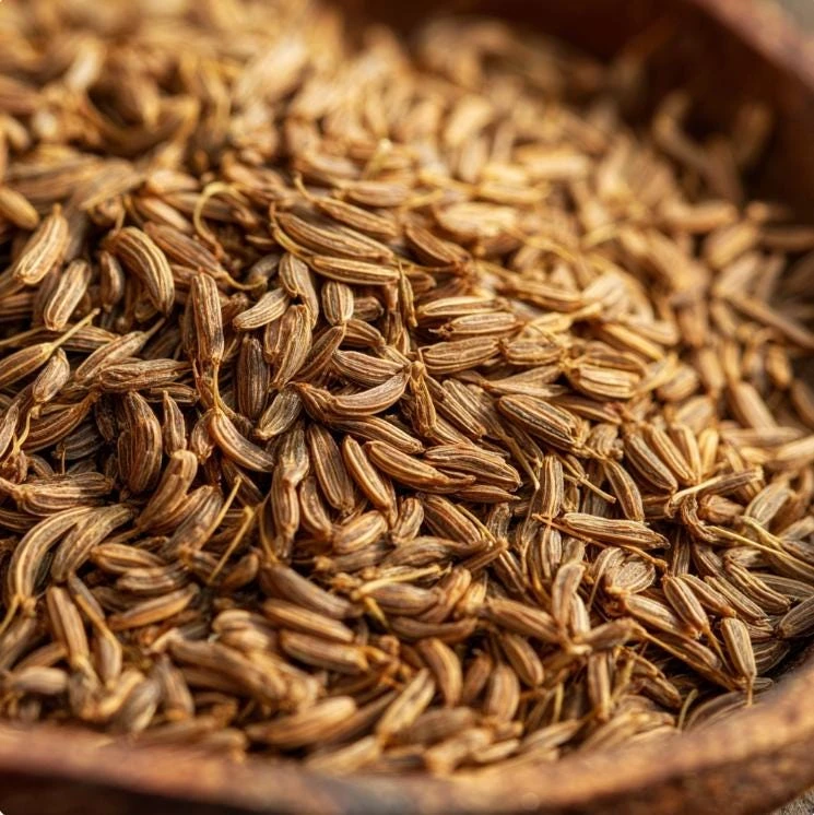 Cumin Seeds - 150 Count - Heirloom Spice for Culinary & Medicinal Use - Image 4