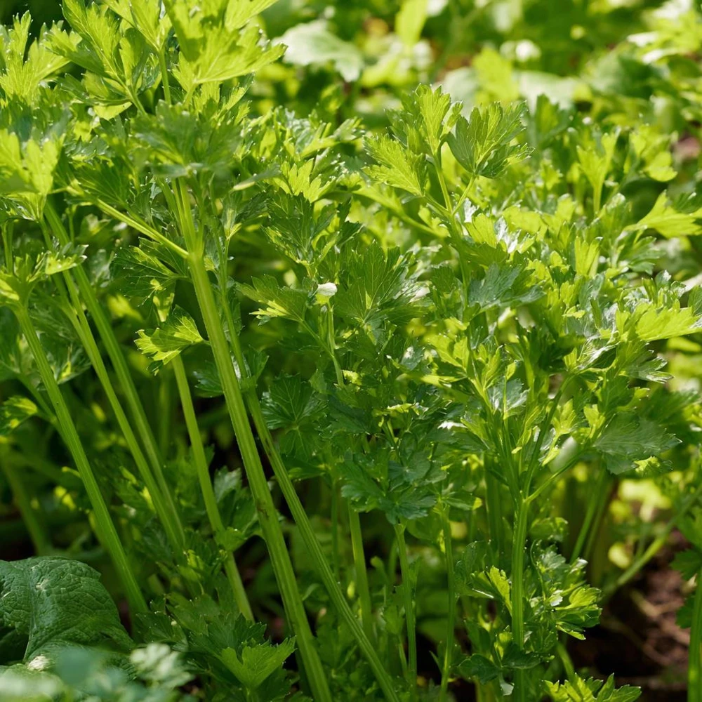 Cutting Celery Seeds - 200 Count - Flavorful Leaf Celery Herb - Image 3