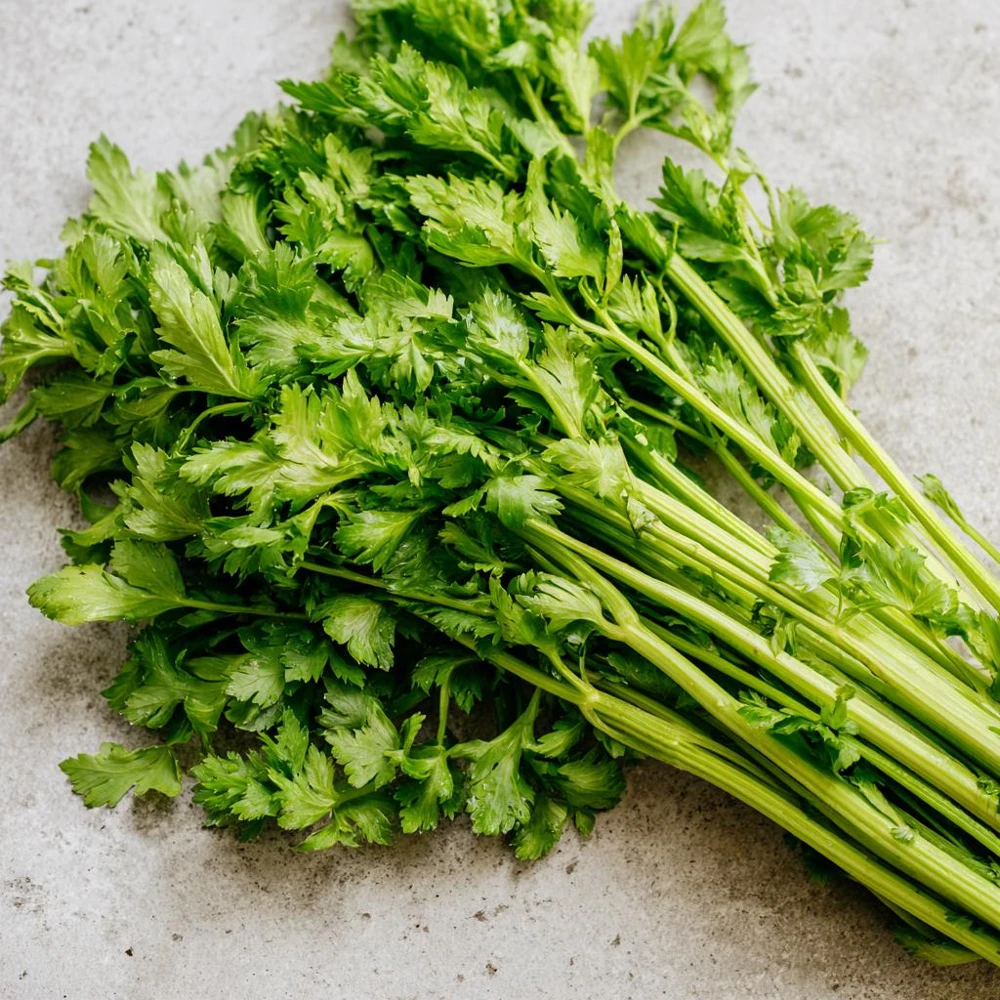 Cutting Celery Seeds - 200 Count - Flavorful Leaf Celery Herb - Image 1