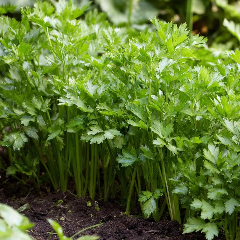 Cutting Celery Seeds - 200 Count - Flavorful Leaf Celery Herb - Image 4