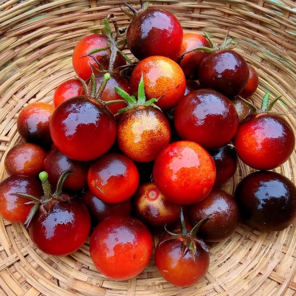 Dancing with Smurfs Tomato Seeds - Indigo-Purple Cherry Tomato Seeds (20 Count) - Image 2