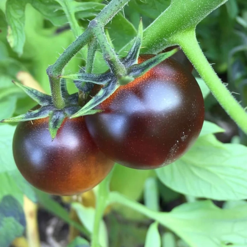 Dancing with Smurfs Tomato Seeds - Indigo-Purple Cherry Tomato Seeds (20 Count) - Image 3