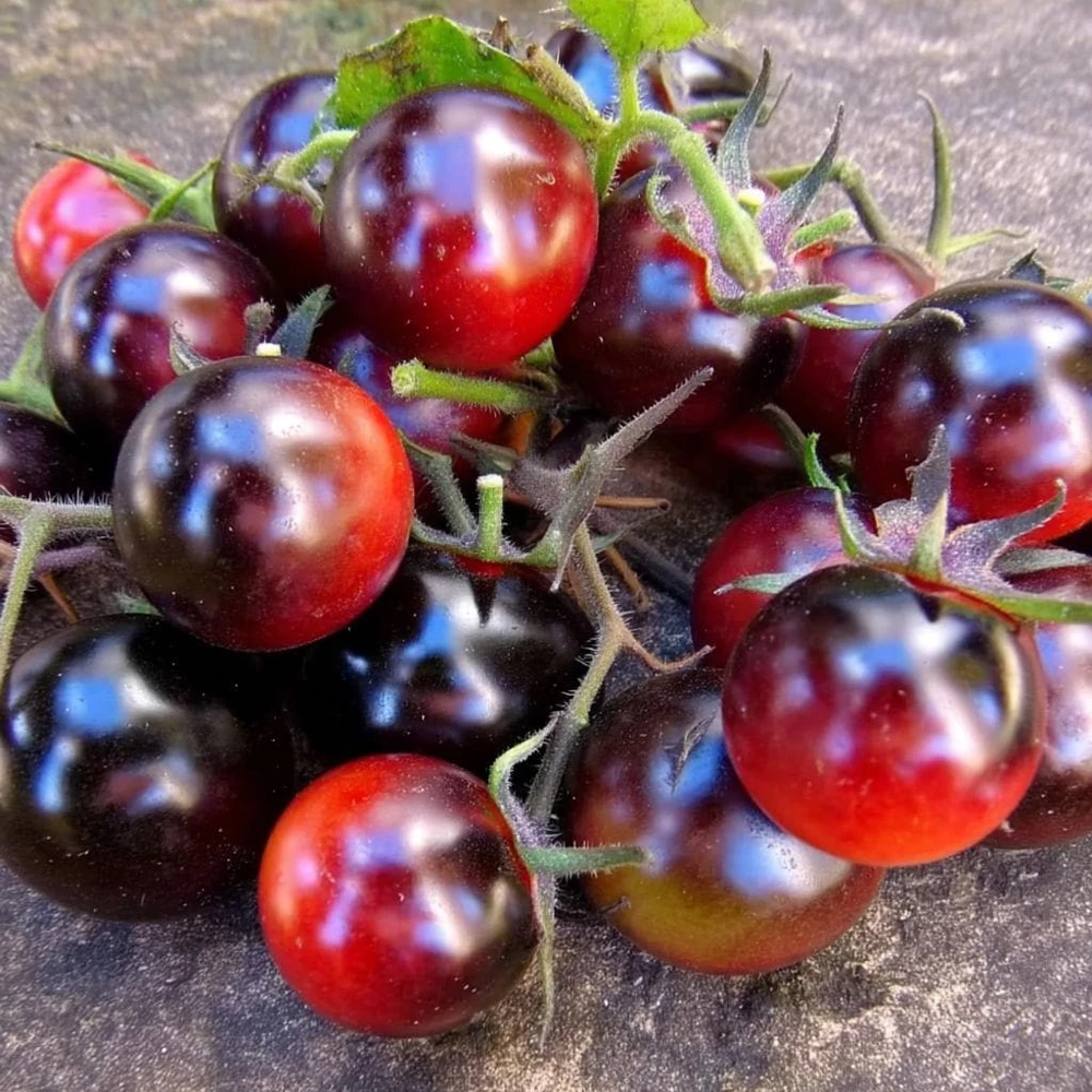 Dancing with Smurfs Tomato Seeds - Indigo-Purple Cherry Tomato Seeds (20 Count) - Image 1
