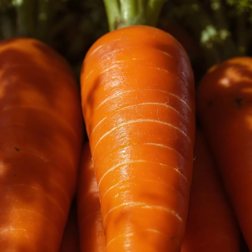 Danvers 126 Carrot Seeds - Classic Sweet Flavor, 150 Count, High Yield - Image 2