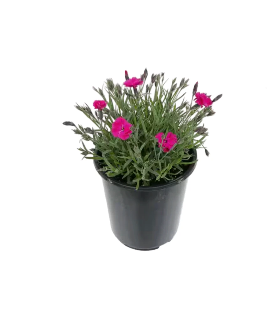 Dianthus Kahori Scarlet Live Plant – 4 inch Pot – Outdoor Pink Flowers - Image 1
