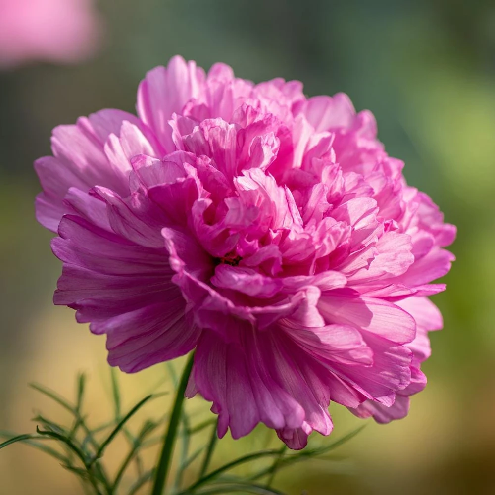 Double Click Rose Bonbon Cosmos Seeds - 25 Rose-Pink Blooms Annual - Image 3