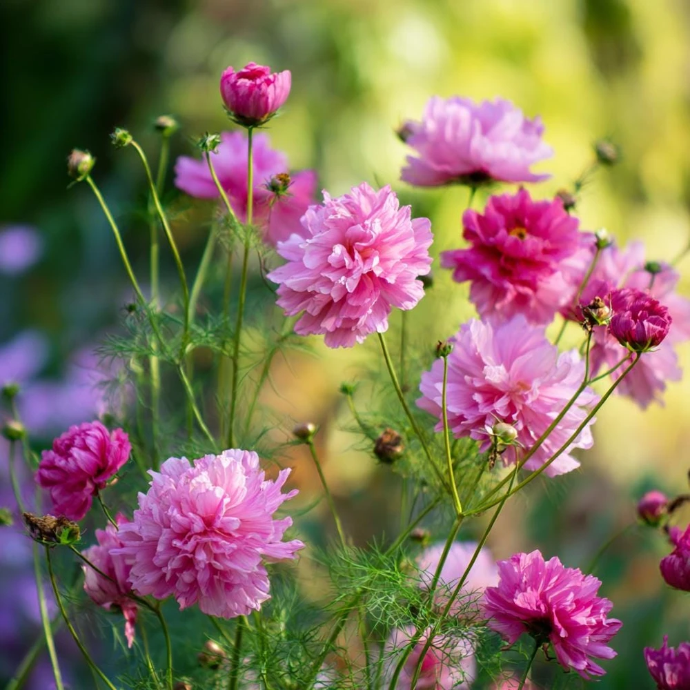 Double Click Rose Bonbon Cosmos Seeds - 25 Rose-Pink Blooms Annual - Image 1