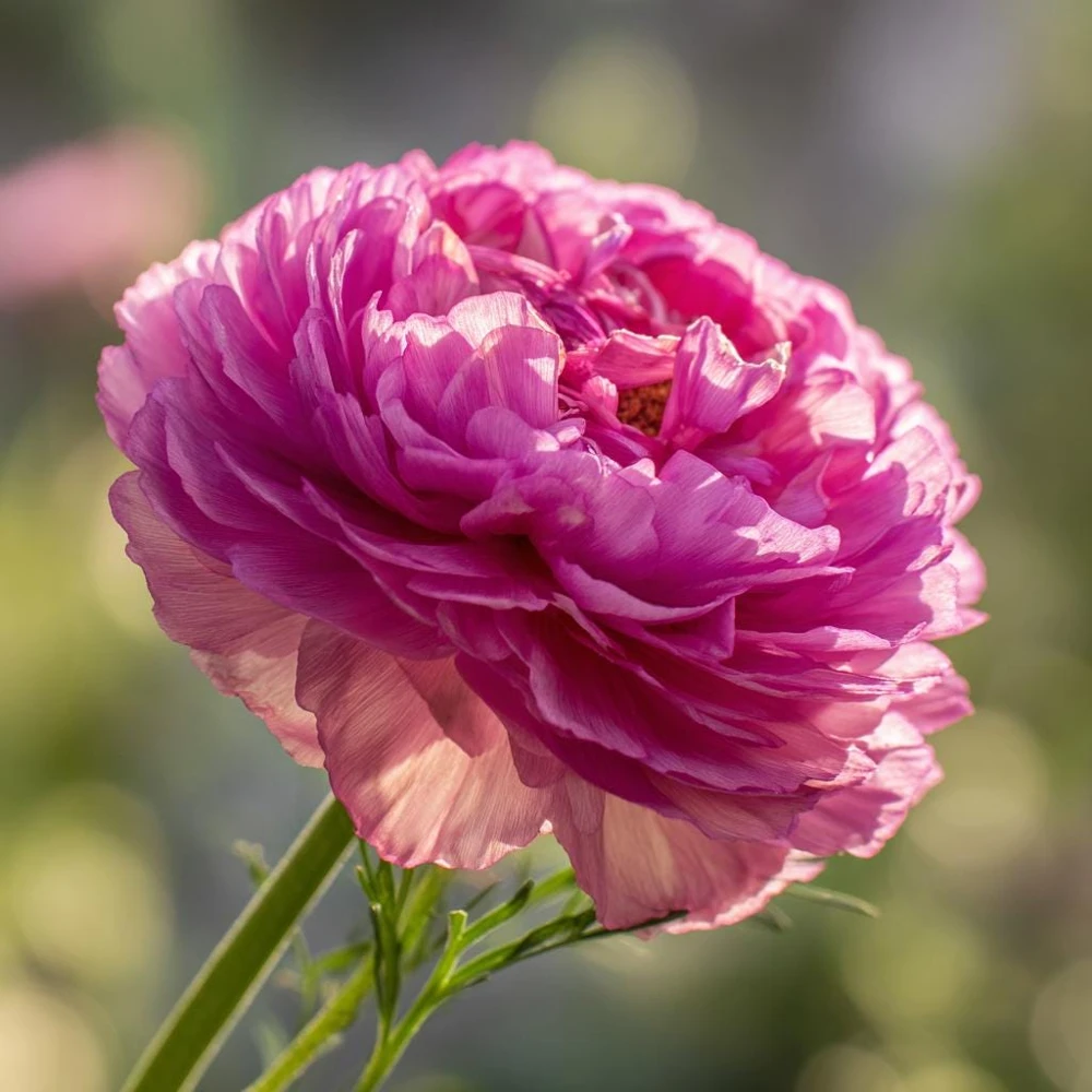 Double Click Rose Bonbon Cosmos Seeds - 25 Rose-Pink Blooms Annual - Image 6