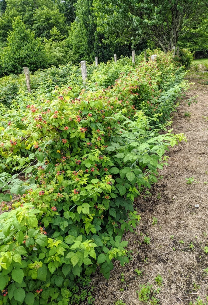 Double Gold Raspberry Live Plant - Everbearing, Self-Pollinating, Zone 5-8 - Image 2