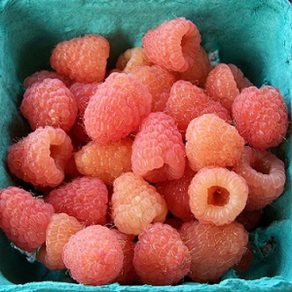 Double Gold Raspberry Live Plant - Everbearing, Self-Pollinating, Zone 5-8 - Image 3