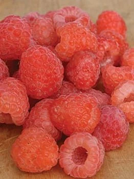 Double Gold Raspberry Live Plant - Everbearing, Self-Pollinating, Zone 5-8 - Image 4