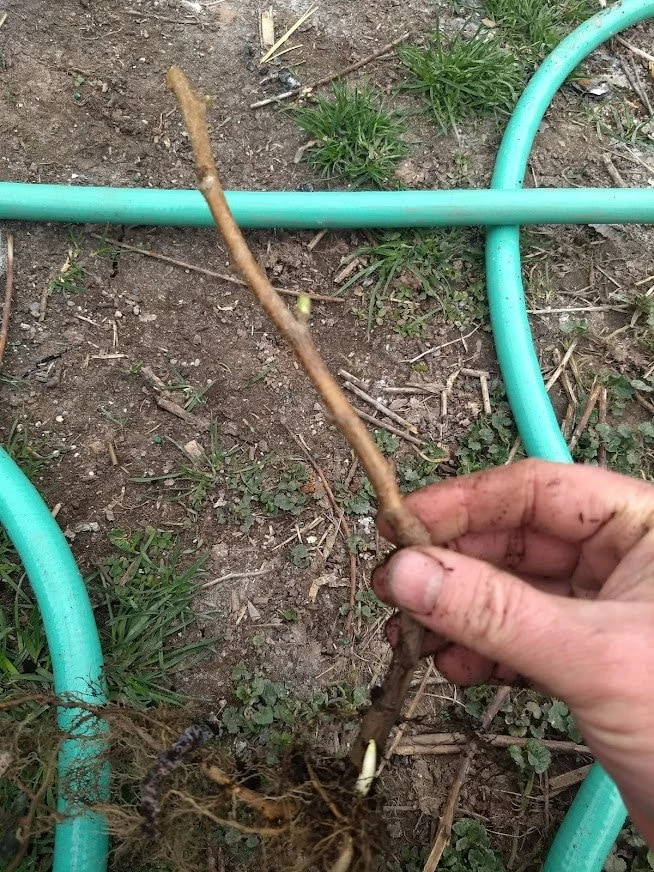Double Gold Raspberry Live Plant - Everbearing, Self-Pollinating, Zone 5-8 - Image 5