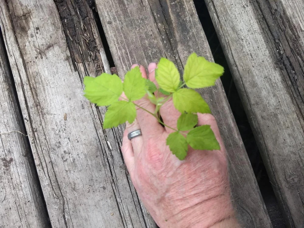 Double Gold Raspberry Live Plant - Everbearing, Self-Pollinating, Zone 5-8 - Image 6