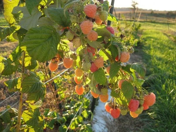 Double Gold Raspberry Live Plant - Everbearing, Self-Pollinating, Zone 5-8 - Image 1