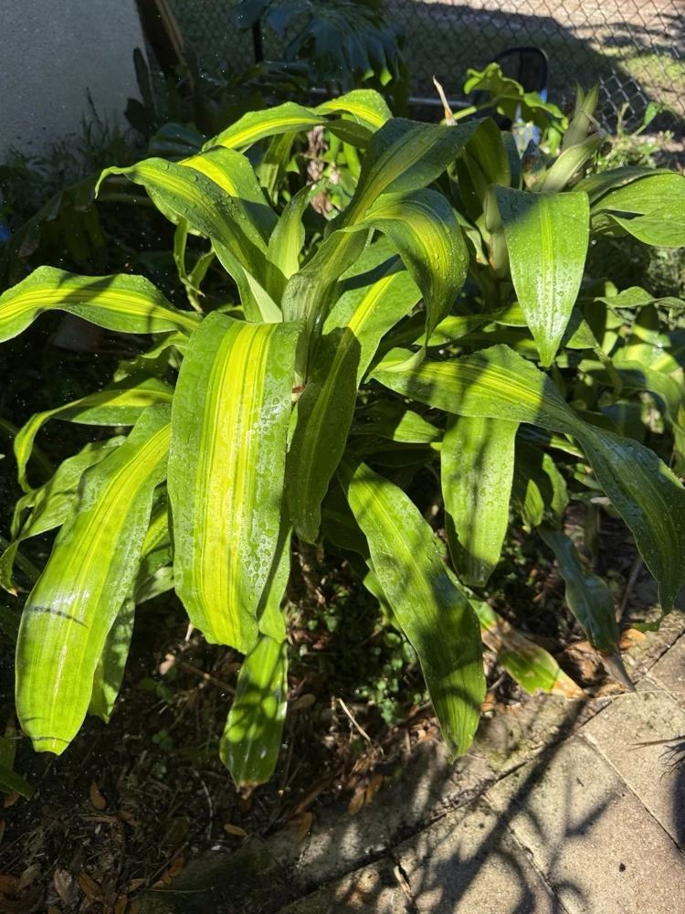 Dracaena Fragrans Live Plant - Indoor Houseplant for Home & Office - Image 1