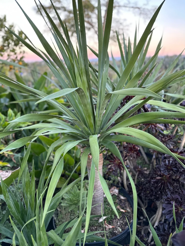 Dragon Tree Live Bare Root Plant - Dracaena Draco Ornamental Tree - Image 1