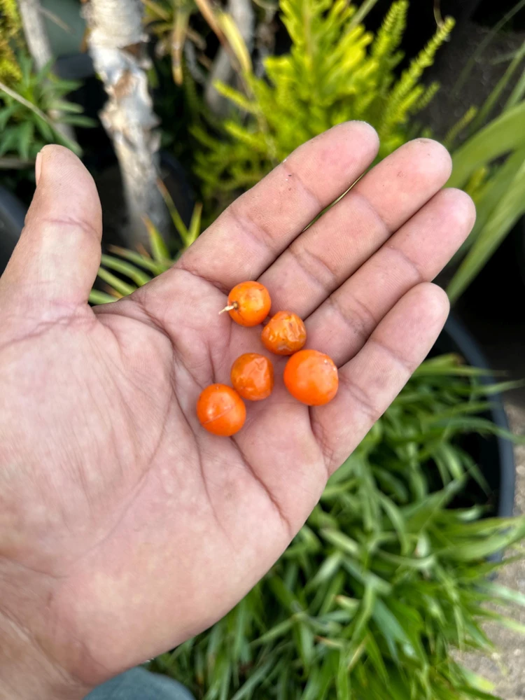 Dragon Tree Seeds (Dracaena Draco) - 5 Seed Pack - Rare Ornamental Tree - Image 3