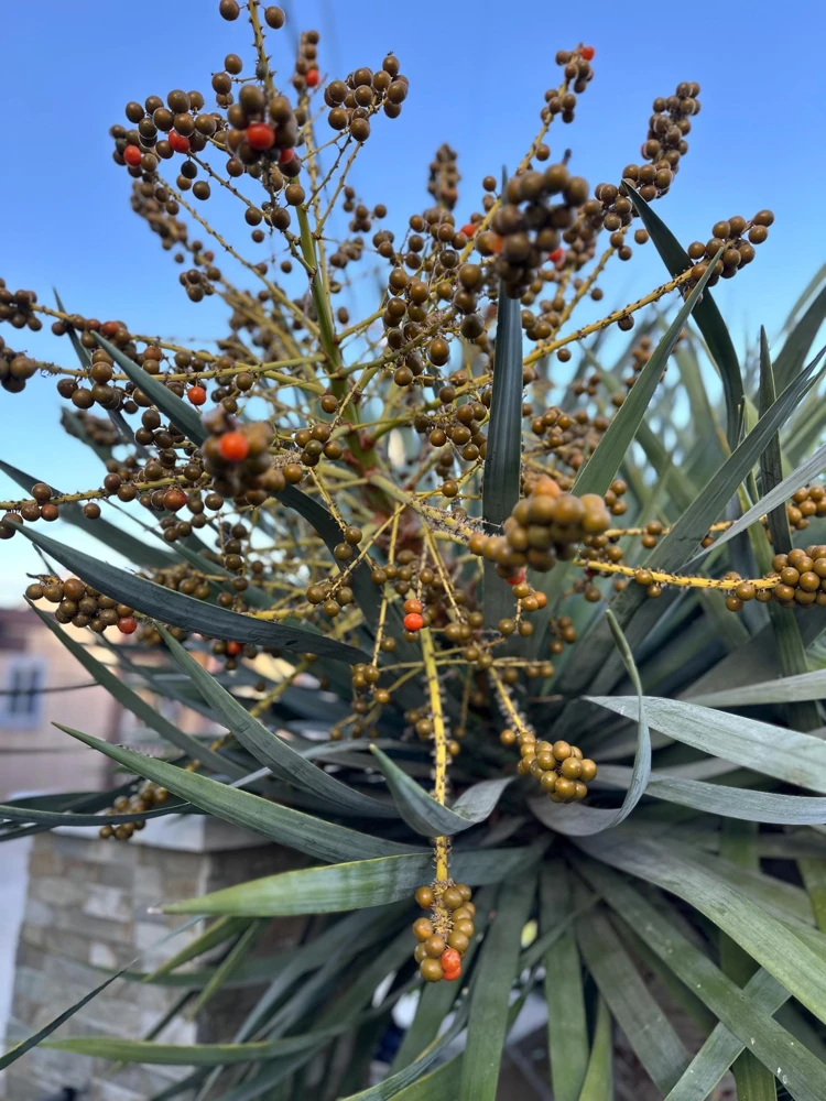 Dragon Tree Seeds (Dracaena Draco) - 5 Seed Pack - Rare Ornamental Tree - Image 4