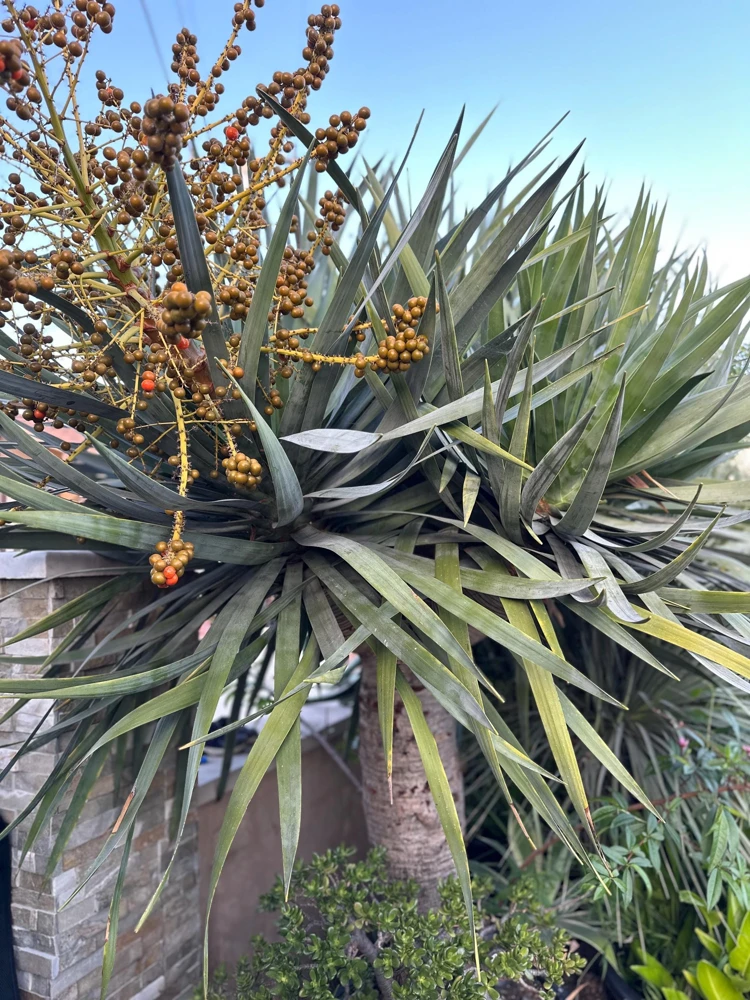 Dragon Tree Seeds (Dracaena Draco) - 5 Seed Pack - Rare Ornamental Tree - Image 5