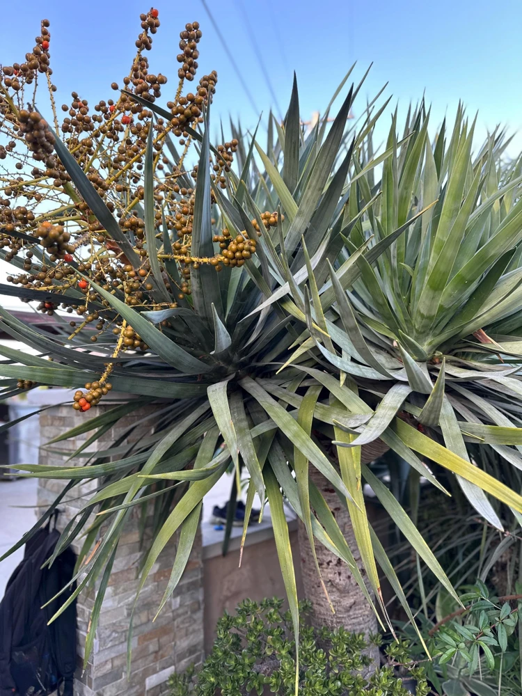 Dragon Tree Seeds (Dracaena Draco) - 5 Seed Pack - Rare Ornamental Tree - Image 6