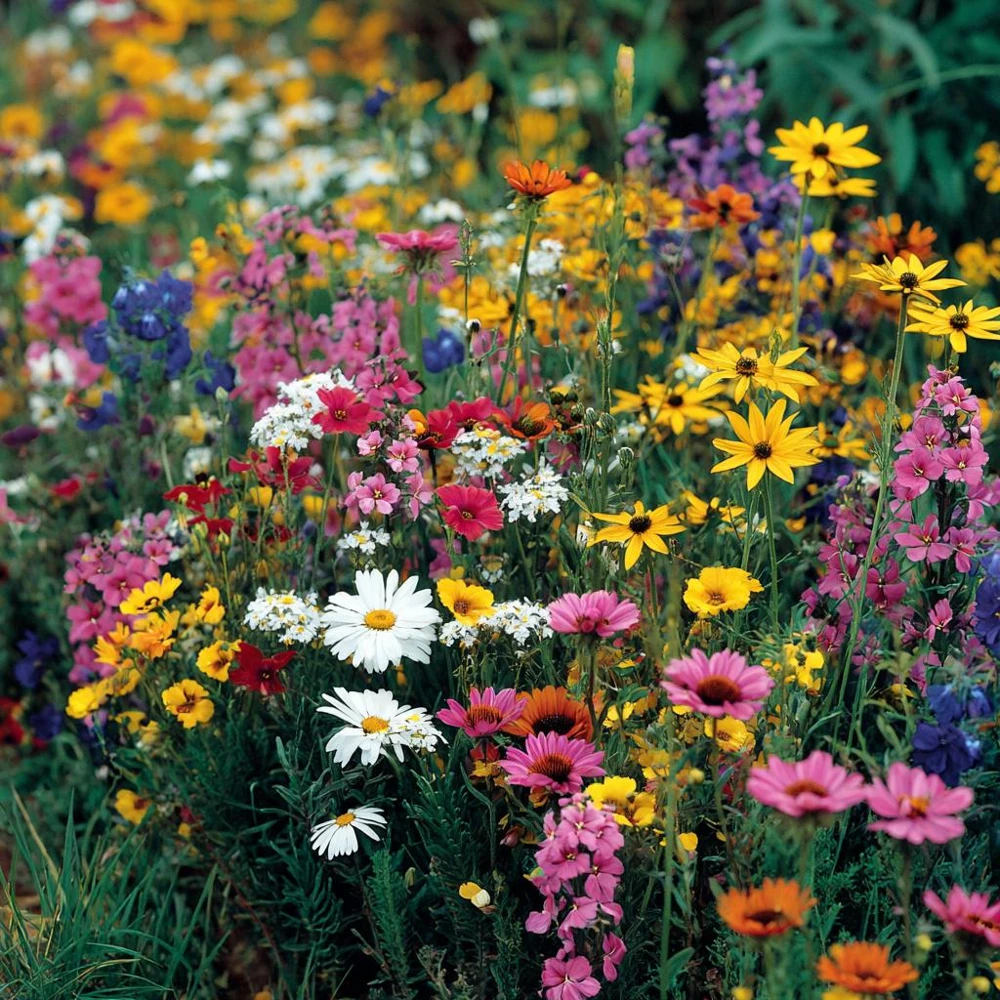 Dry Land Wildflower Seeds Mix - 1000 Count - Heat & Drought Tolerant - Image 1