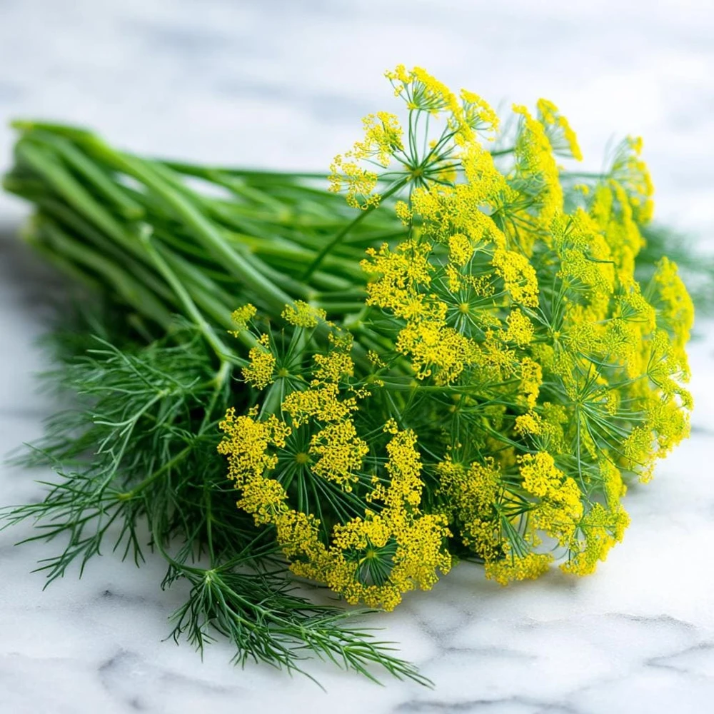 Dukat Dill Seeds – Heirloom Aromatic Herb – 200 Seeds – Outdoor Culinary - Image 7
