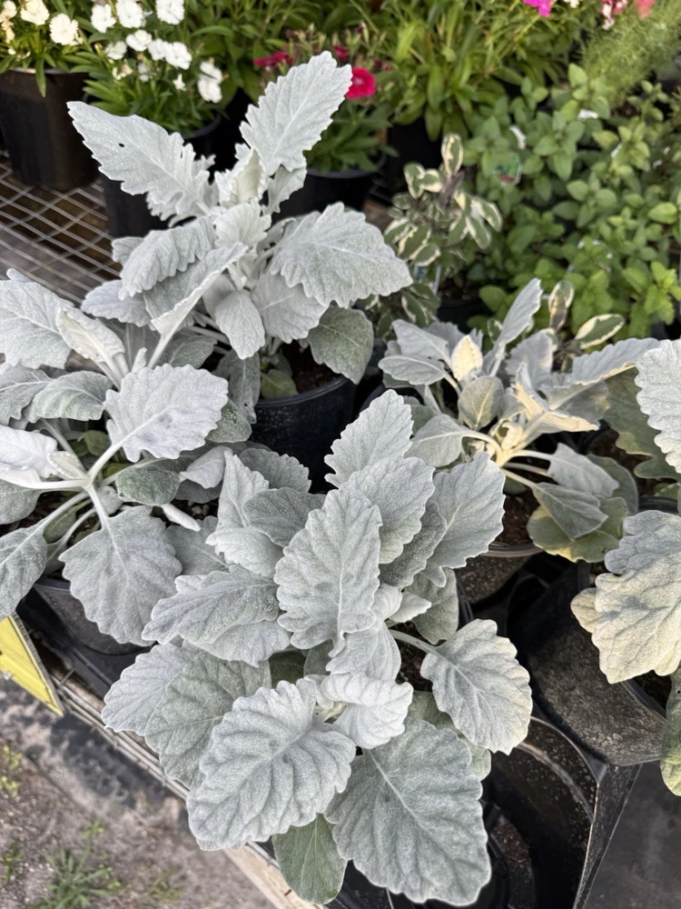 Dusty Miller Live Plant – Silver Foliage – Outdoor Garden & Container Plant - Image 1