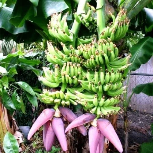 Dwarf Cavendish Banana Tree Live Plant - Cold Hardy Tropical Fruit Tree - Image 2