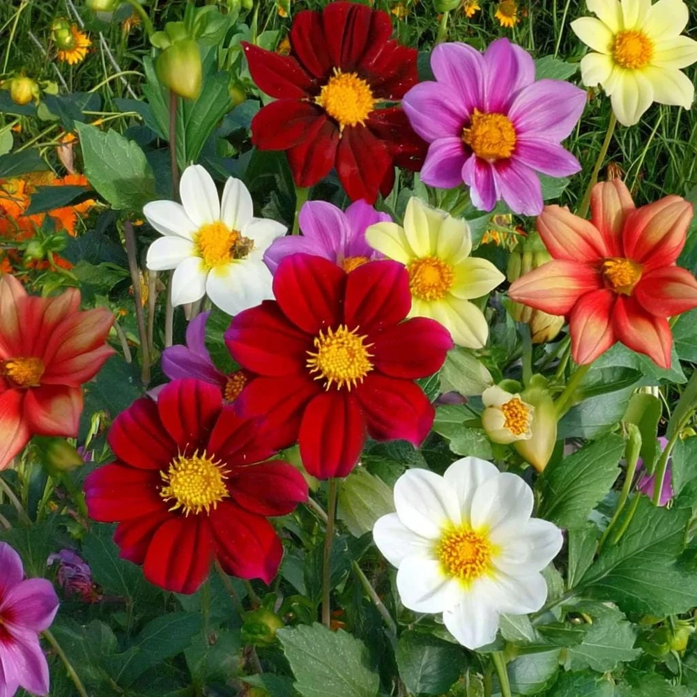 Dwarf Dahlia Seeds - 50 Count Packet - Compact, Colorful Blooms - Image 2
