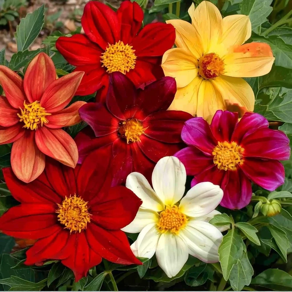 Dwarf Dahlia Seeds - 50 Count Packet - Compact, Colorful Blooms - Image 3