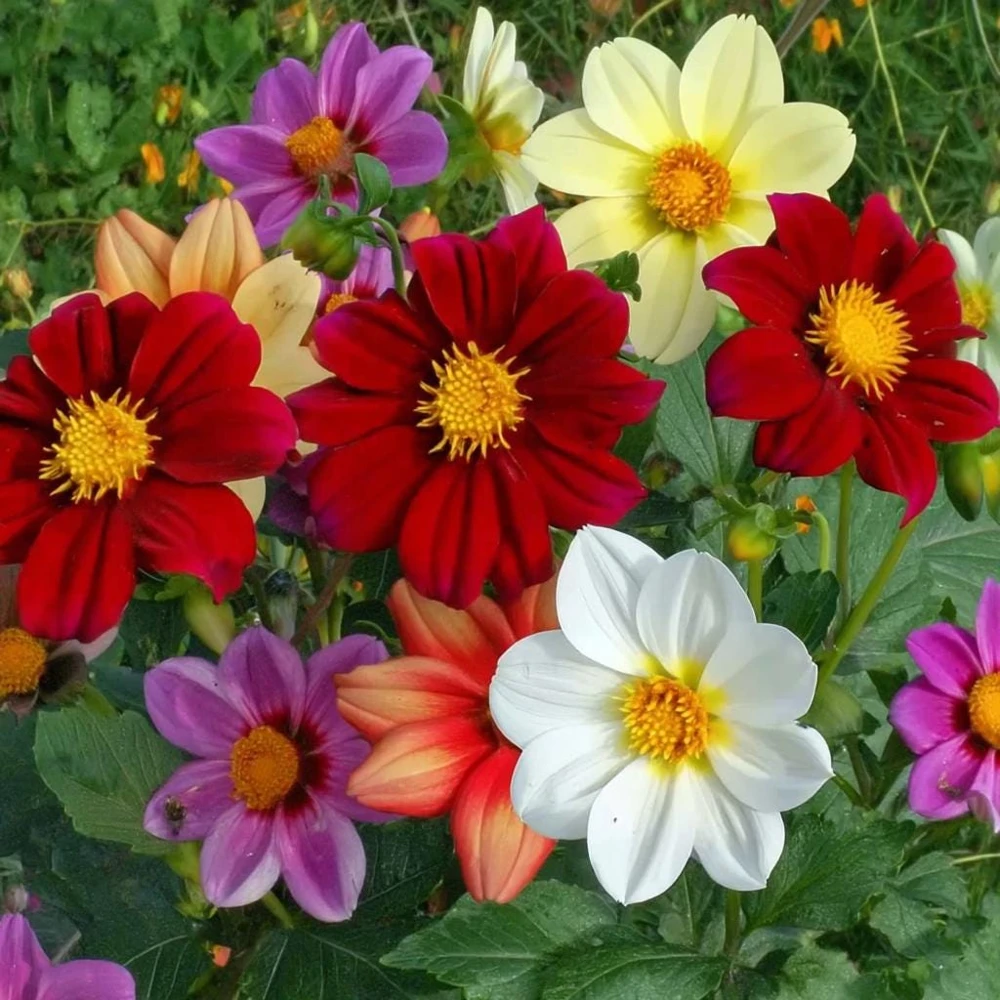 Dwarf Dahlia Seeds - 50 Count Packet - Compact, Colorful Blooms - Image 4