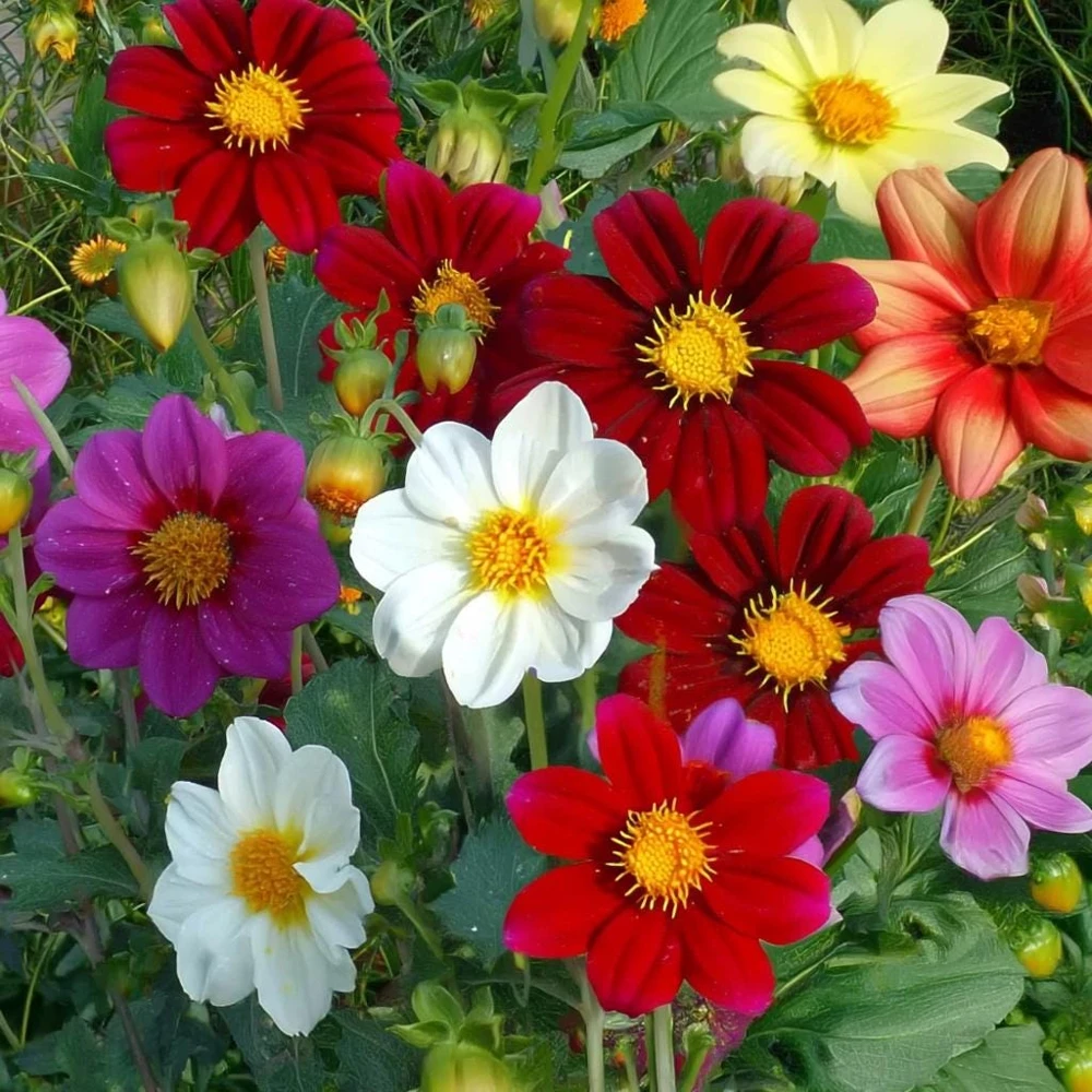 Dwarf Dahlia Seeds - 50 Count Packet - Compact, Colorful Blooms - Image 1