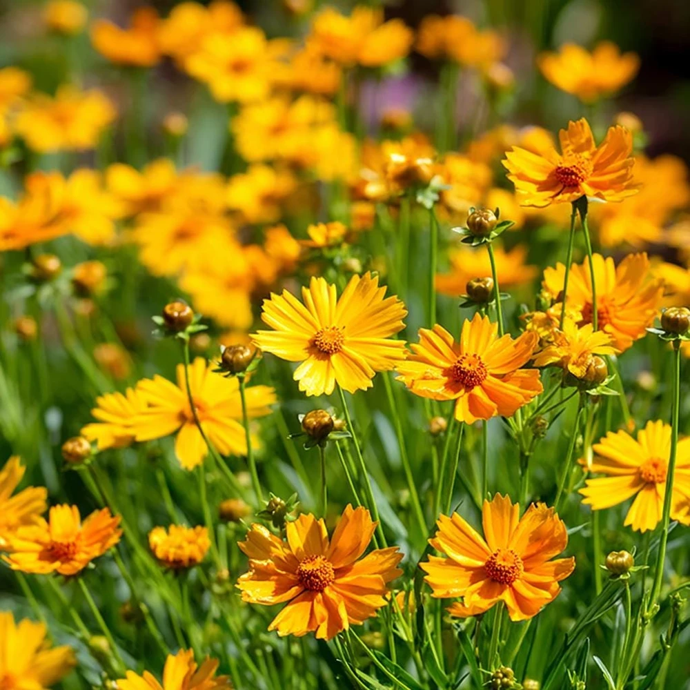 Dwarf Lance Leaved Coreopsis Seeds - 200 Count - Golden Blooms - Image 1