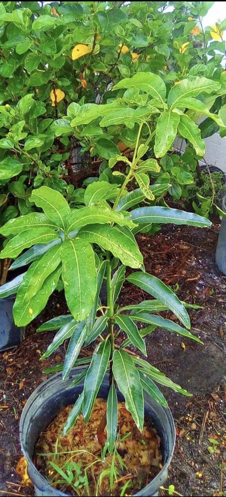 Dwarf Mango Tree Live Plant - Potted, Organic, Medium Size - Image 1