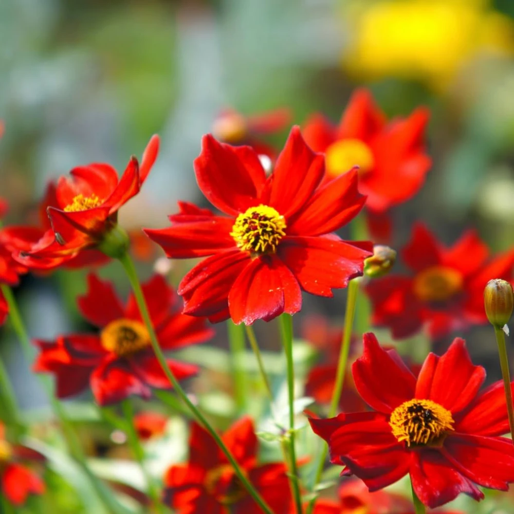 Dwarf Red Plains Coreopsis Seeds - 200 Count - Native Wildflower for Pollinator Gardens - Image 2
