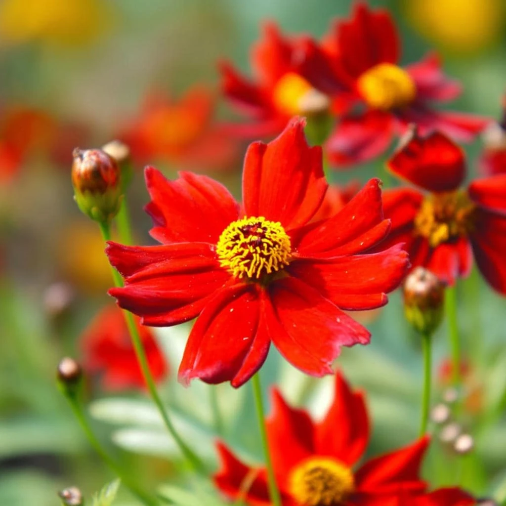 Dwarf Red Plains Coreopsis Seeds - 200 Count - Native Wildflower for Pollinator Gardens - Image 1