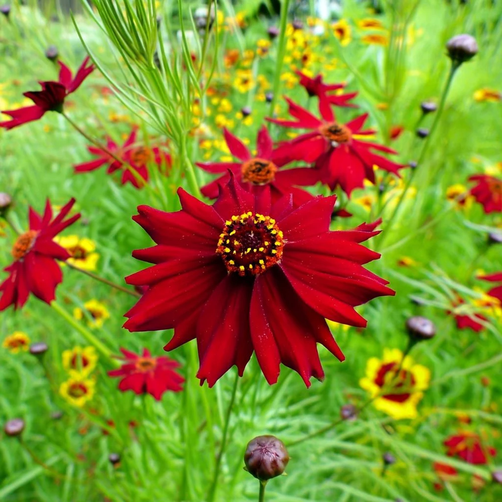 Dwarf Red Plains Coreopsis Seeds - 200 Count - Native Wildflower for Pollinator Gardens - Image 3