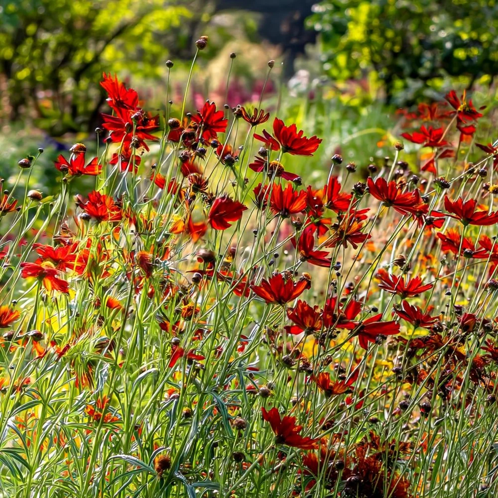 Dwarf Red Plains Coreopsis Seeds - 200 Count - Native Wildflower for Pollinator Gardens - Image 4