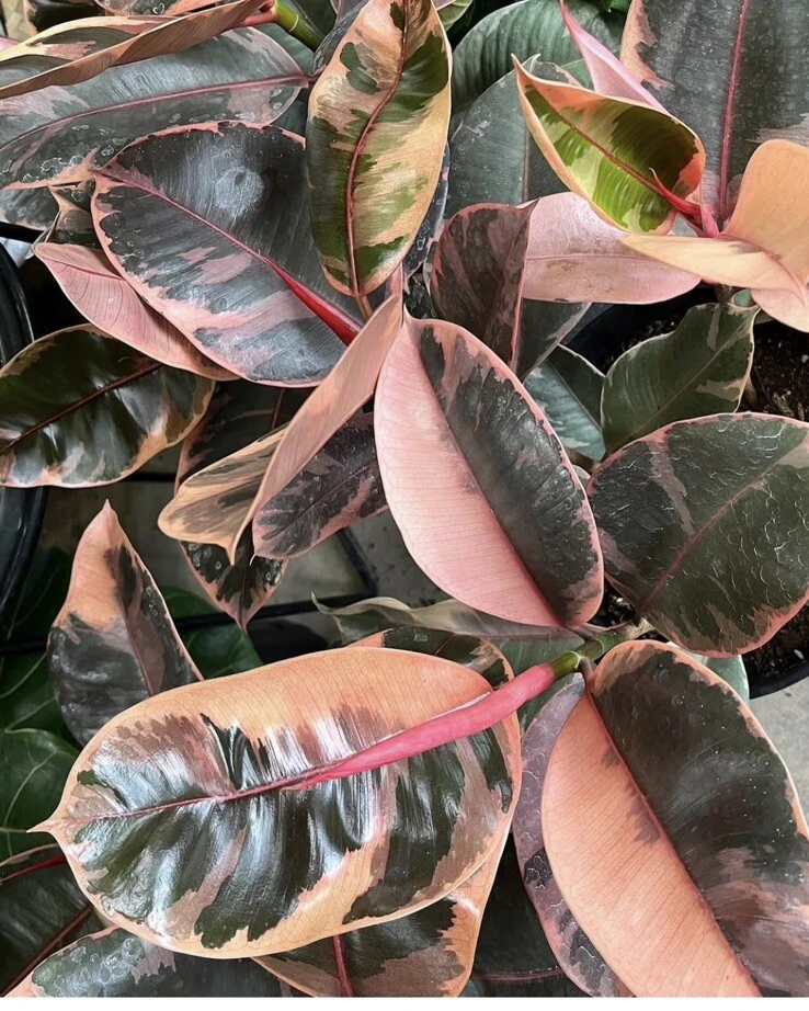 Ficus Elastica Ruby Live Plant – Variegated Rubber Tree Houseplant - Image 1