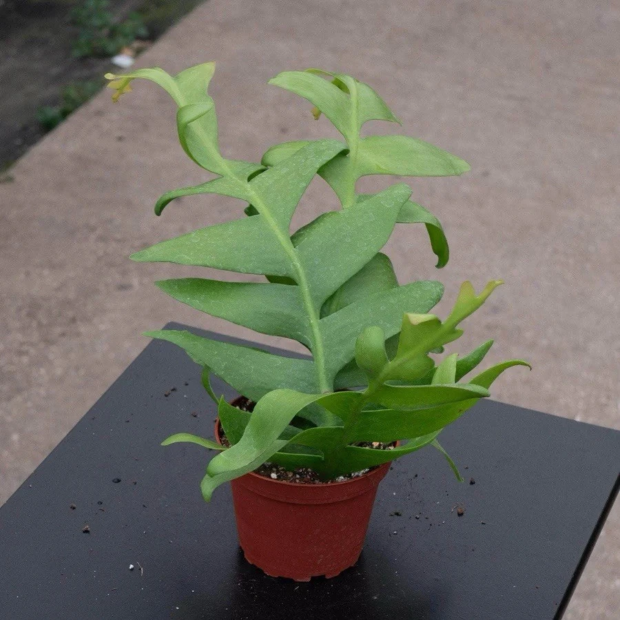 Fishbone Cactus Live Plant - Zigzag Succulent Houseplant - Image 1