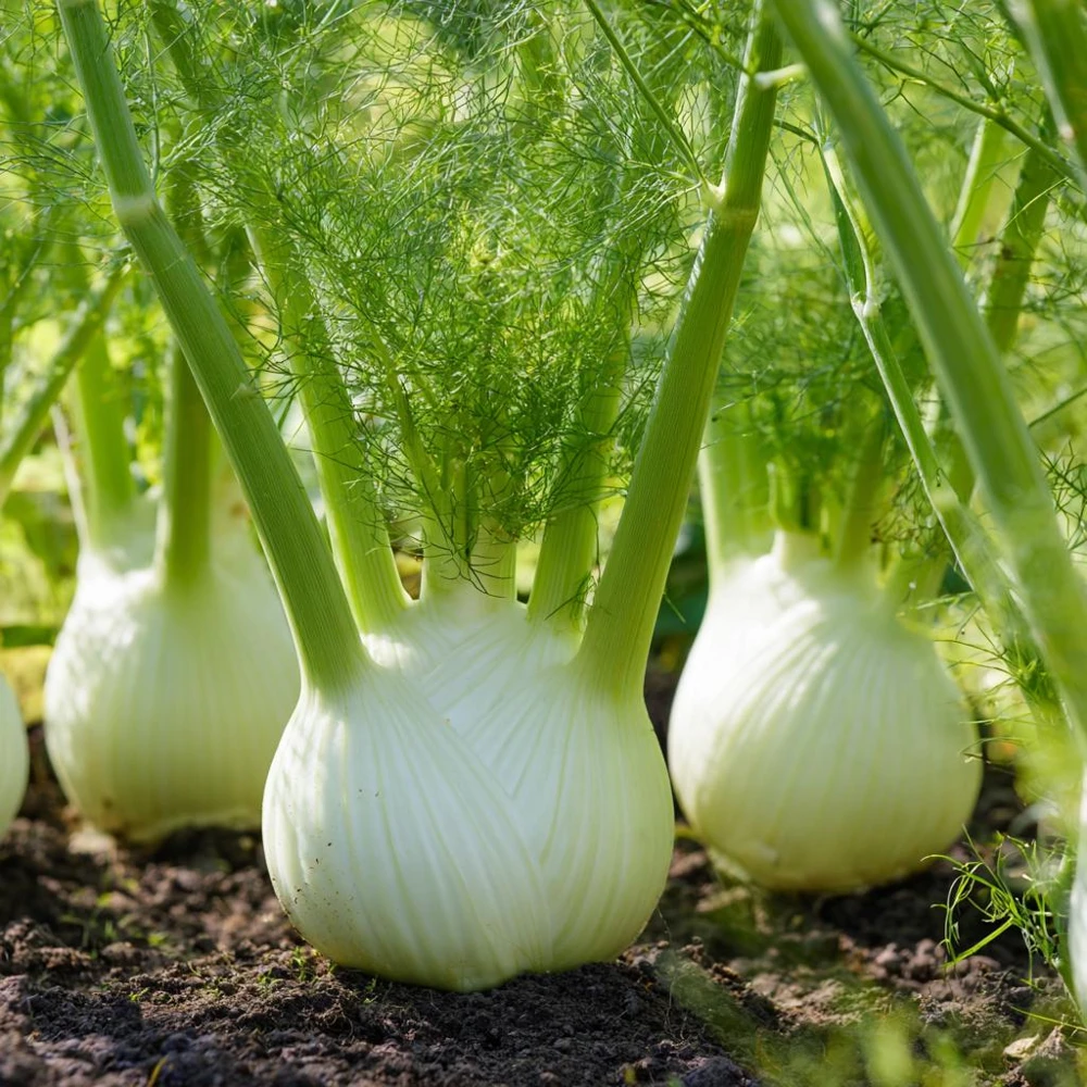 Florence Fennel Seeds – 200 Heirloom Bulbing Finocchio Seeds – Aromatic Herb - Image 1