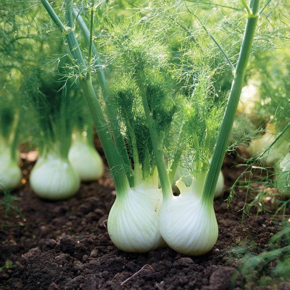 Florence Fennel Seeds โ 200 Heirloom Bulbing Finocchio Seeds โ Aromatic Herb - Image 3