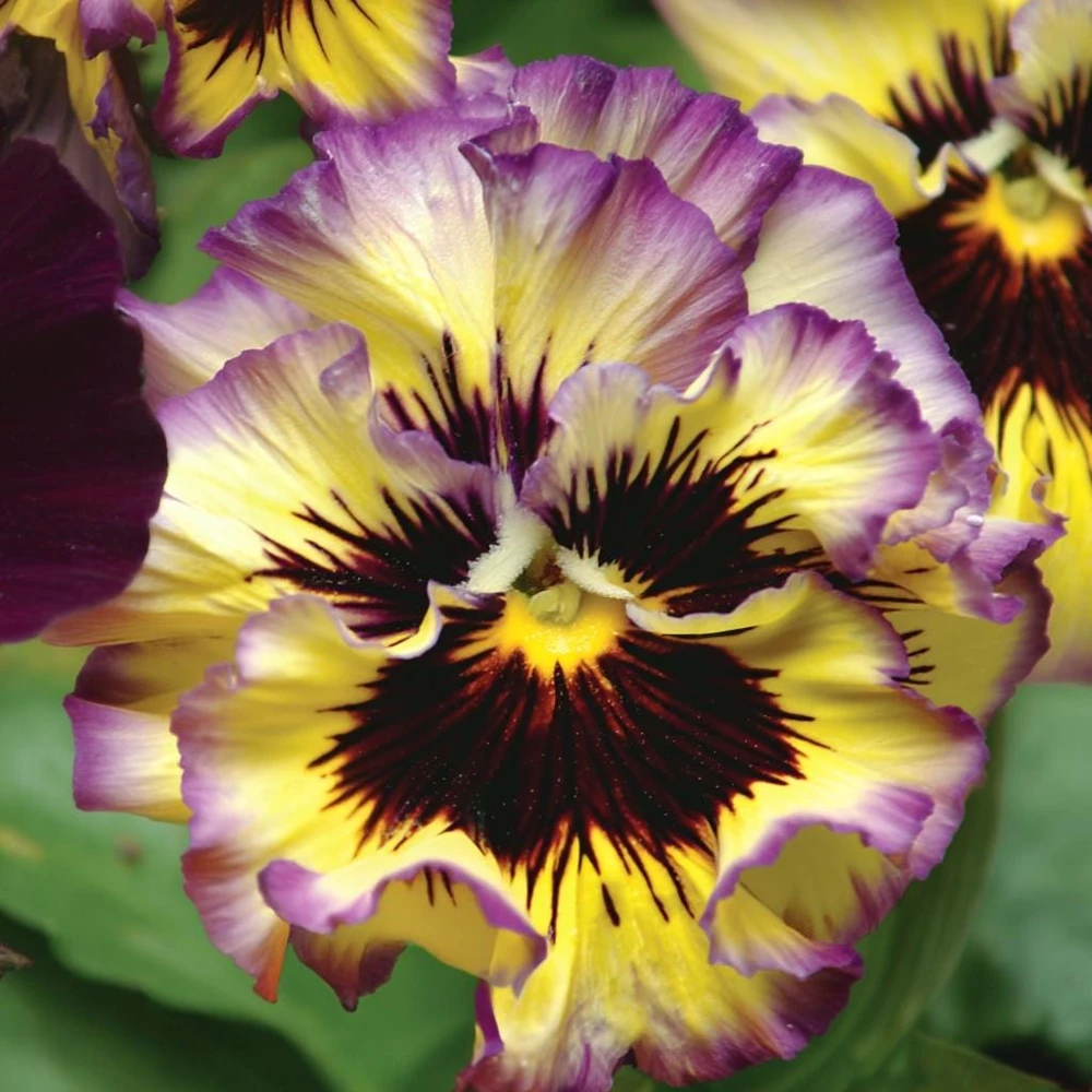 Frizzle Sizzle Lemonberry Pansy Seeds - 25 Count Ruffled Viola - Image 2
