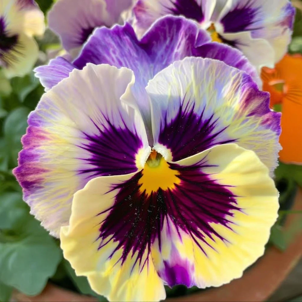 Frizzle Sizzle Lemonberry Pansy Seeds - 25 Count Ruffled Viola - Image 1
