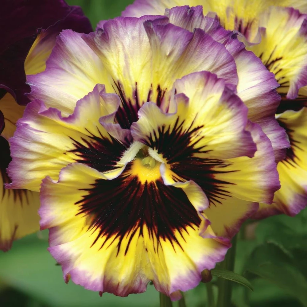 Frizzle Sizzle Lemonberry Pansy Seeds - 25 Count Ruffled Viola - Image 3