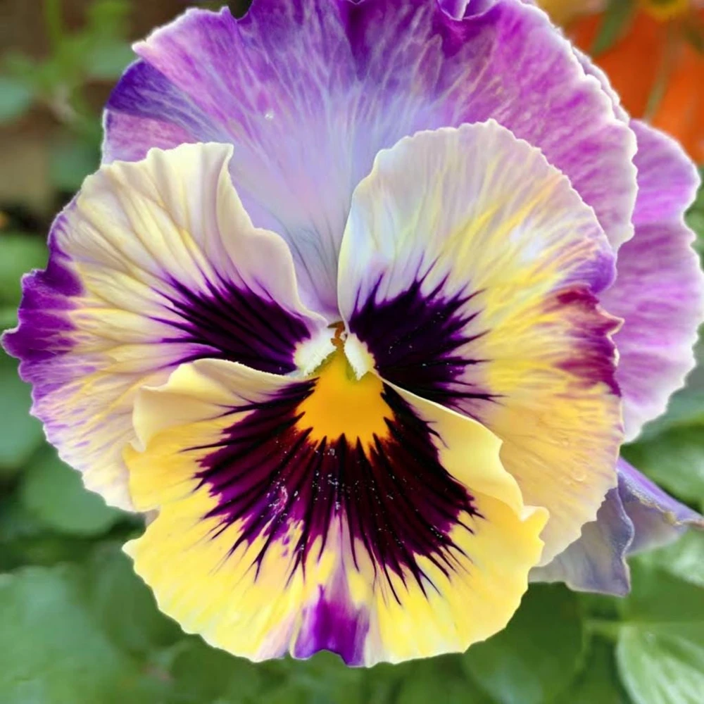 Frizzle Sizzle Lemonberry Pansy Seeds - 25 Count Ruffled Viola - Image 4