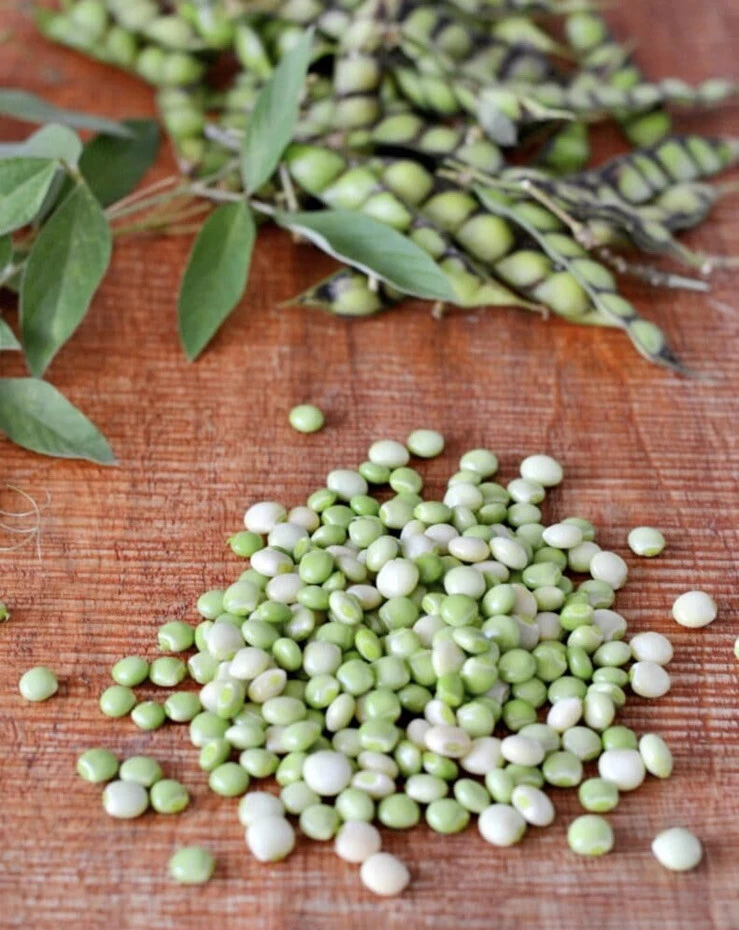 Gandules Tree Live Plant - Medium Size Organic Pigeon Pea Tree - Image 1